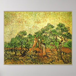Poster Van Gogh - Oliveiras, pintura de arte,
