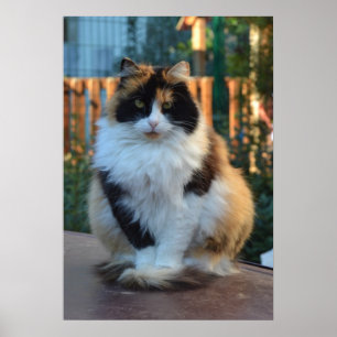 Póster Van turco