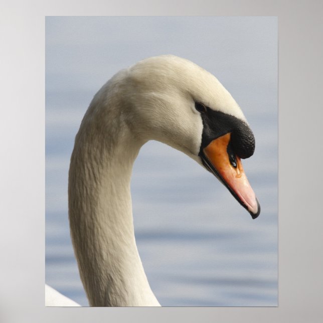 Poster Vancouver, Parque Stanley, Cisne-mudo (Cygnus olor (Frente)