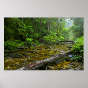 Poster Vapor Na Floresta, O Knysna-Amatole Montane