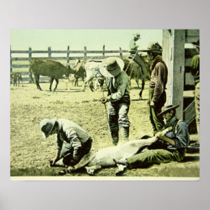 Poster Vaqueiros americanos que marcam uma vitela, c.1900
