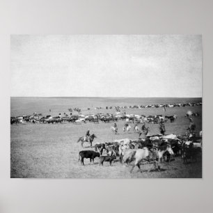 Poster Vaqueiros com o gado na fotografia da escala