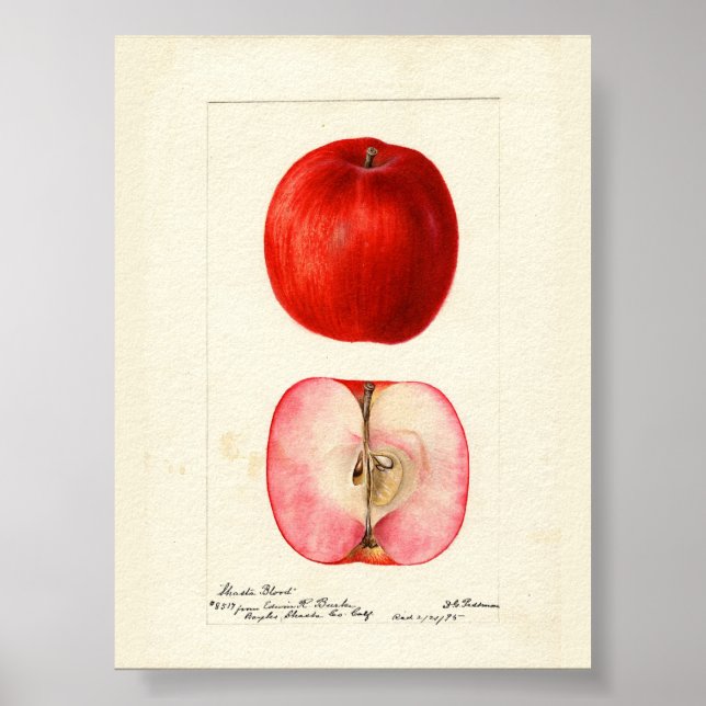 Poster Variação Shasta da Cor da Água Pomológica (Frente)