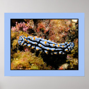 Poster Varicosa de Phyllidia