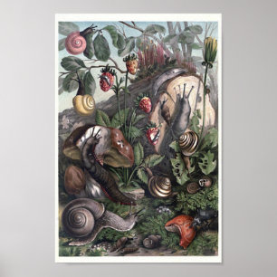 Poster Variedade de Caracóis e Slugs Cottagecore Art