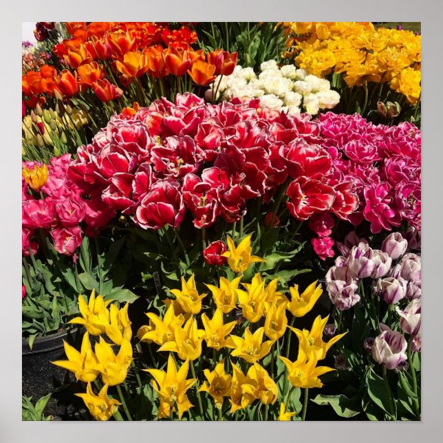 Poster Variedade de Tulipas (Frente)