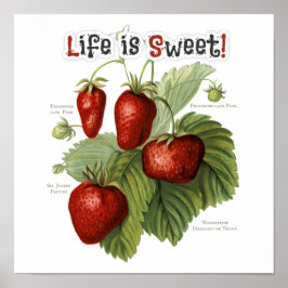 Poster Variedades de morango de linhagem branca A vida é 