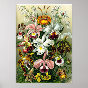 Poster Variedades de Orquídeas litográfico por Ernst Haec