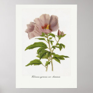 Póster Variedades do syriacus do hibiscus chinensis