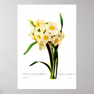 Poster Variedades do tazetta do narciso