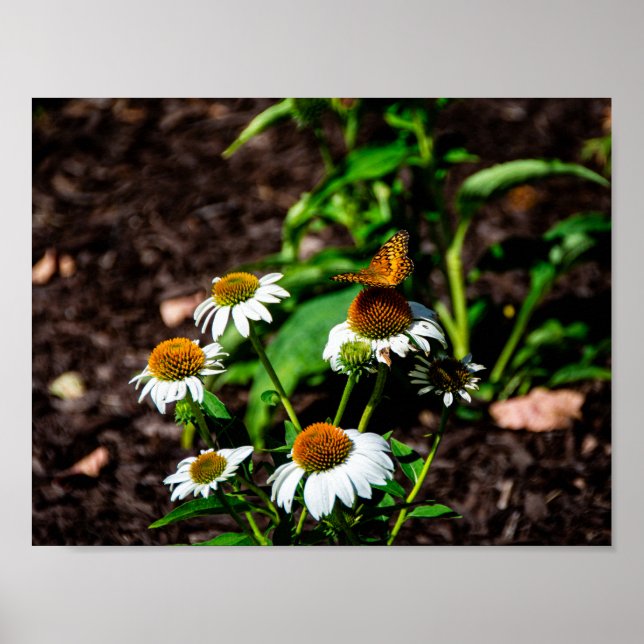 Poster Variegated Fritillary Butterfly (Frente)