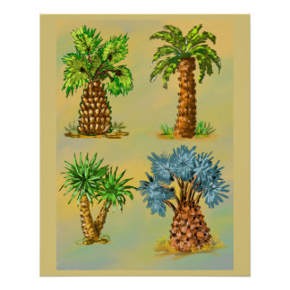 Póster Variétés de palmiers en couleurs.