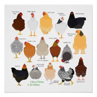 Póster various colors&patterns chickens poster