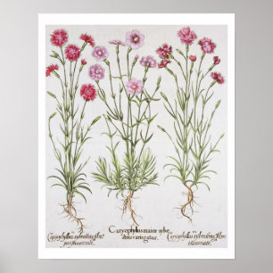 Poster Various varieties of Dianthus, from the 'Hortus Ey