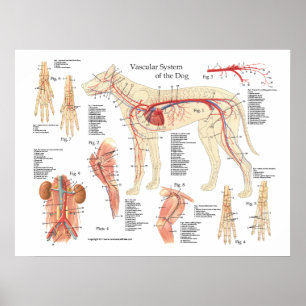 Poster vascular 18" da anatomia do cão X 24"