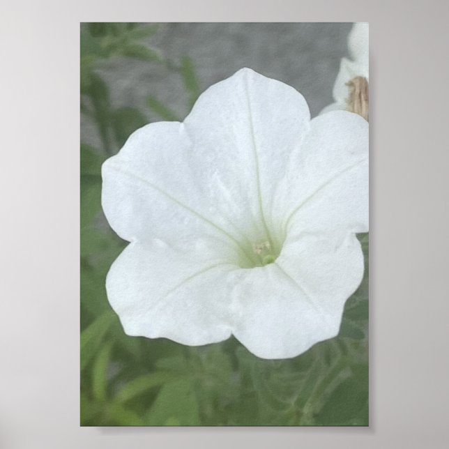 Poster Vaso Floral Branco greyoraday (Frente)