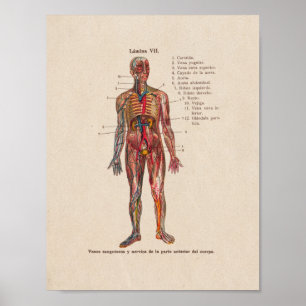 Póster Vasos sanguíneos da Anatomia Vintage espanhola Im
