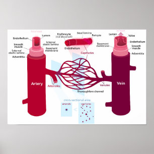 Poster Vasos Sanguíneos Diagrama Artérias Veias Capilares