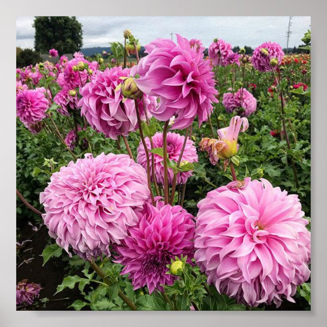 Poster Vassio Meggos Dahlia (Frente)