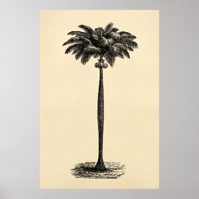 Poster Vazio Modelo de Árvore de Palm da Ilha Tropical Vi (Frente)