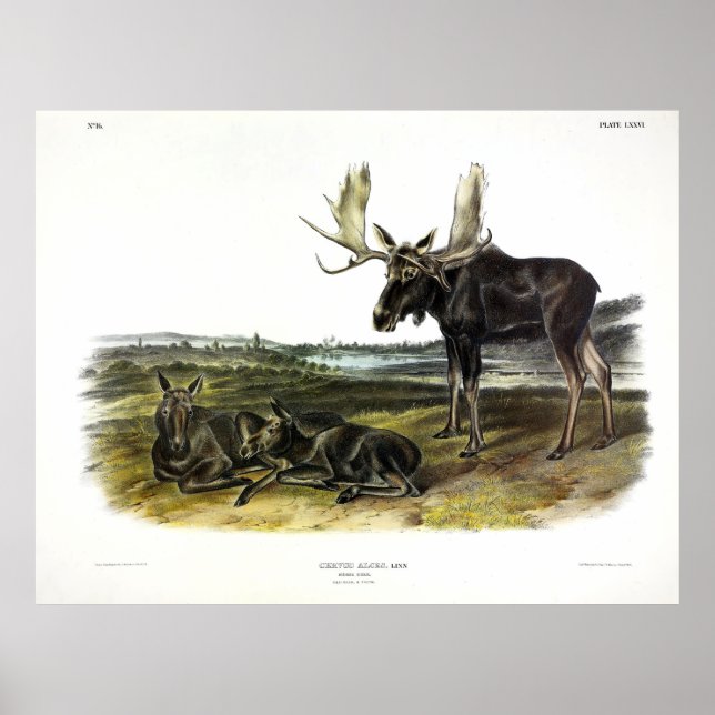 Poster veado-alce (alces-alces-alces) de Audubon (Frente)