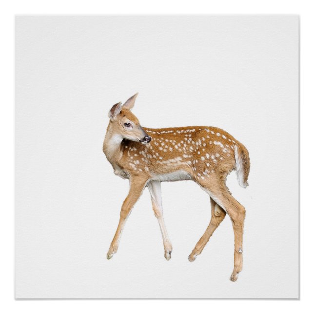 Póster Veado-bebê (Frente)