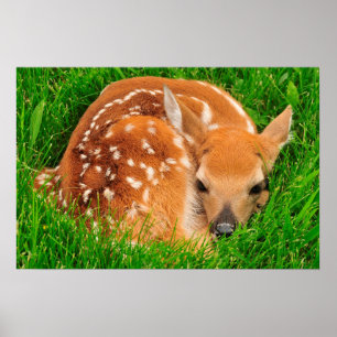 Poster Veado Branco