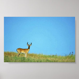 Poster Veado branco