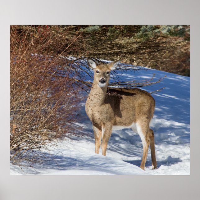 Poster Veado Com Neve E Pincel (Frente)