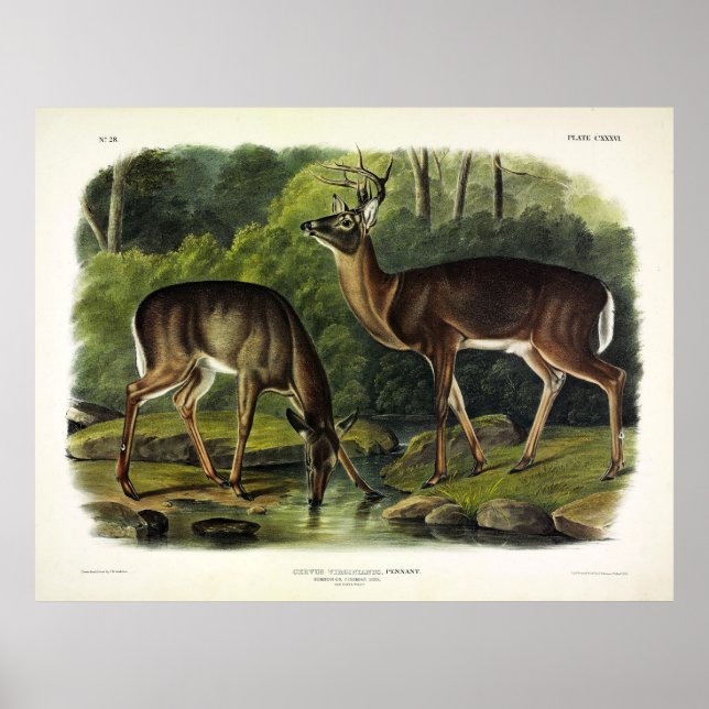 Poster Veado comum (branco) - Quadrupedes de Audubon (Frente)