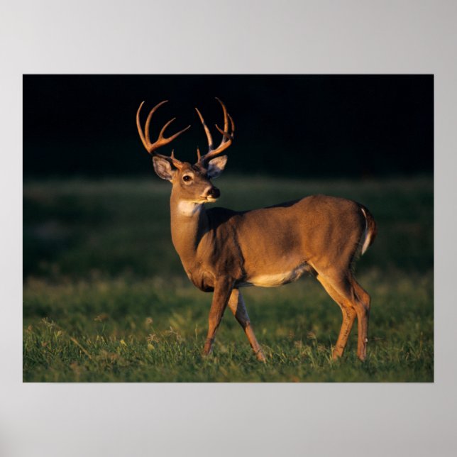 Poster Veado-de-cauda-branca | Choke Canyon State Park, T (Frente)