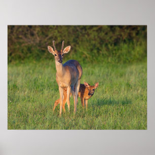 Poster Veado-de-cauda-branca   Habitat Gramado