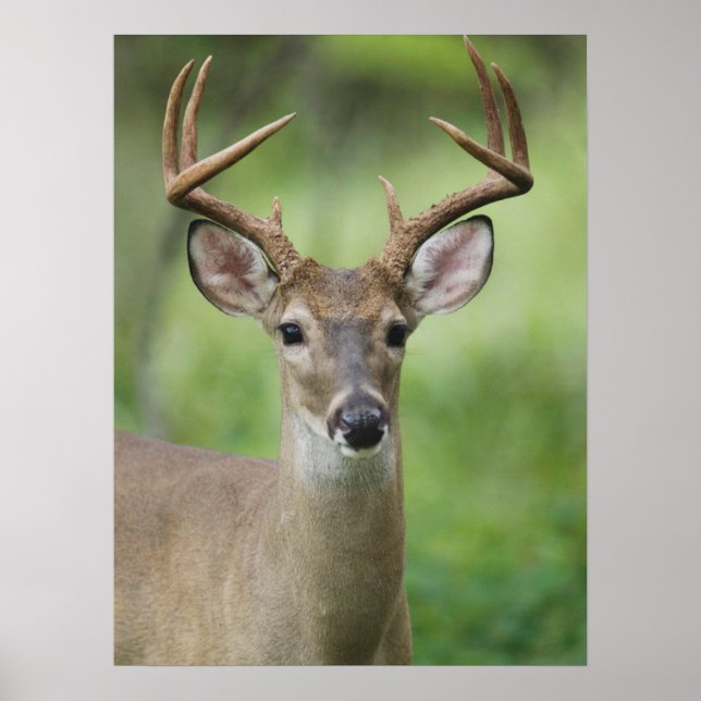 Poster Veado-de-cauda-branca | Hill Country, Texas (Frente)