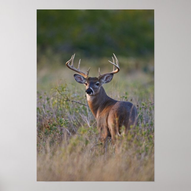 Póster veado-de-cauda-branca Odocoileus virginianus (Frente)