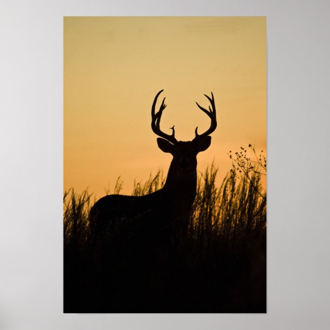 Póster veado-de-cauda-branca (Odocoileus virginianus) (Frente)
