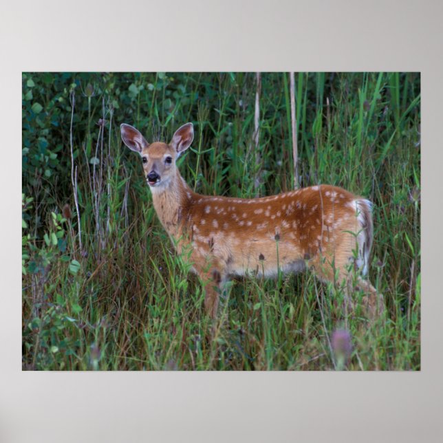 Poster Veado-de-cauda-branca | Reserva Nacional de Búfalo (Frente)