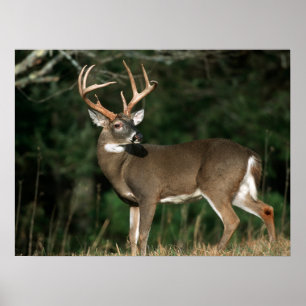 Poster Veado-de-cauda-branca   Tennessee
