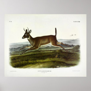 Poster Veado de cauda longa ou cervo colombiano de cauda