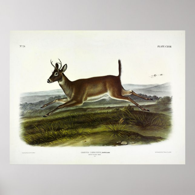 Poster Veado de cauda longa ou cervo colombiano de cauda  (Frente)