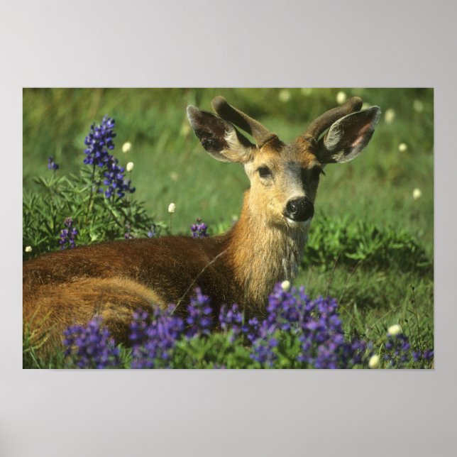 Póster Veado de cauda negra, Odocoileus hemionus), (Frente)