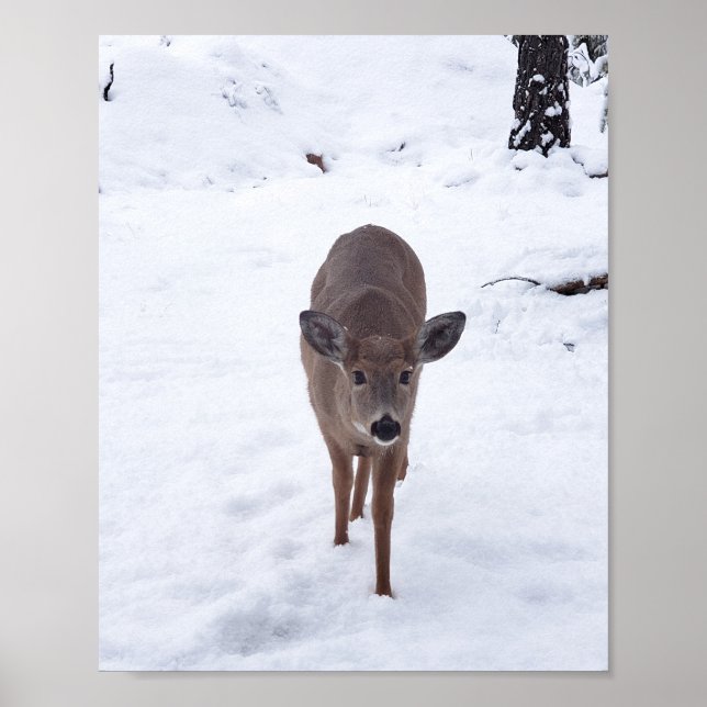 Poster Veado de Doe na fotografia da vida selvagem de Mon (Frente)
