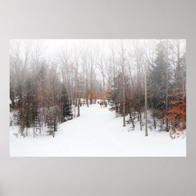 Póster Veado de inverno (Frente)