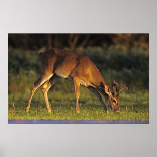 Póster Veado-mateiro, Odocoileus virginianus