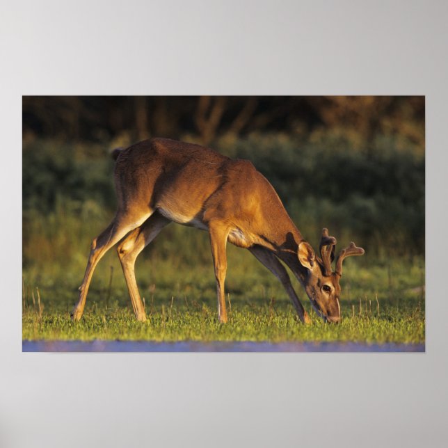 Póster Veado-mateiro, Odocoileus virginianus (Frente)