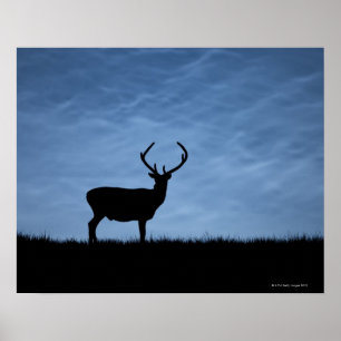 Póster Veado mostrado em silhueta do veado vermelho na