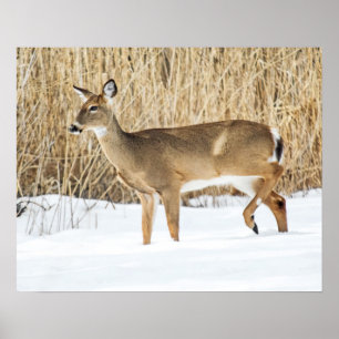 Póster Veado na neve