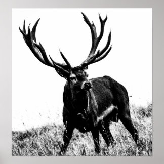 Póster Veado no calor