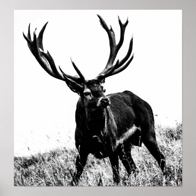 Póster Veado no calor (Frente)