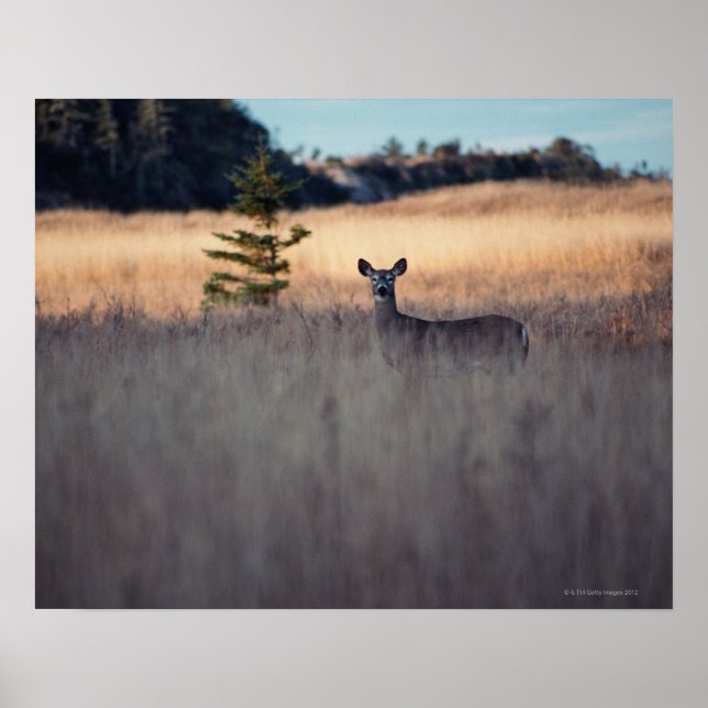 Póster Veado no Campo (Frente)
