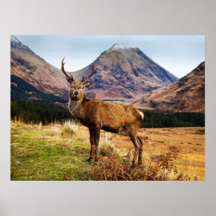Póster Veado no poster/impressão de Scotland